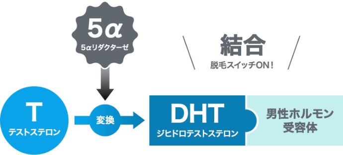 5αリダクターゼの結合