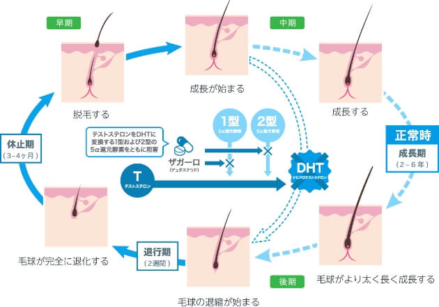 効果と作用機序