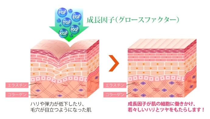 グロースファクター(成長因子)とは
