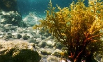 ヒバマタ（海藻）抽出物
