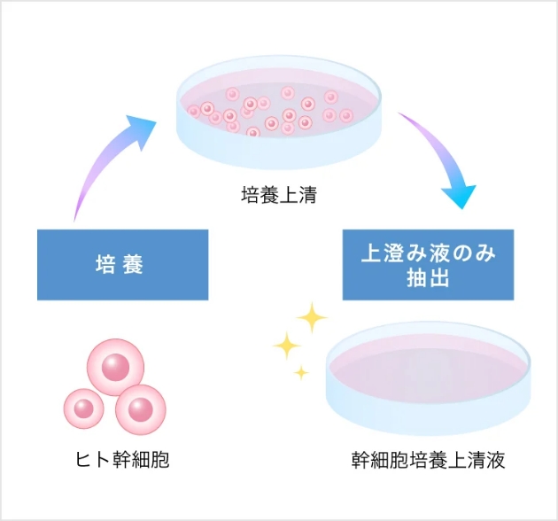 幹細胞培養上清液とは
