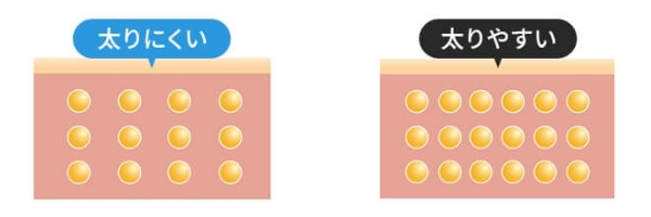 太りやすさにつながる「脂肪細胞」にアプローチ