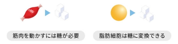 運動で脂肪を小さくする