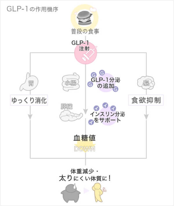 GLP-1とは？