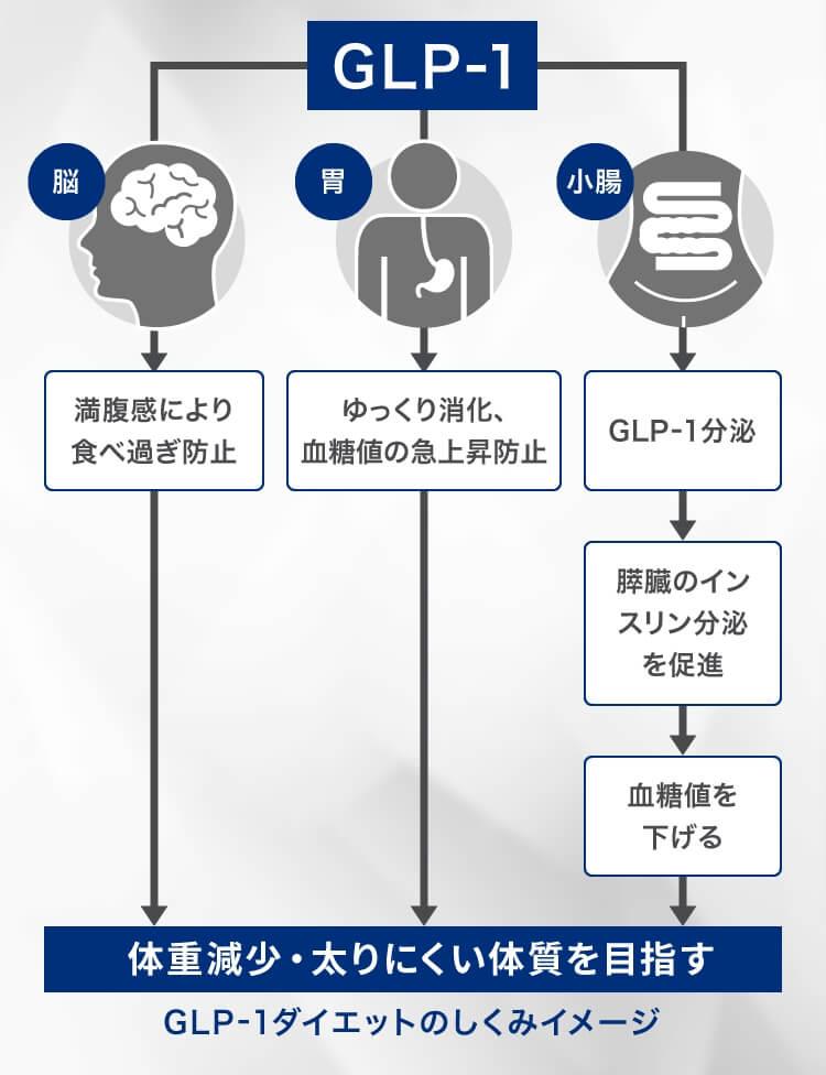 GLP-1ダイエットのしくみイメージ