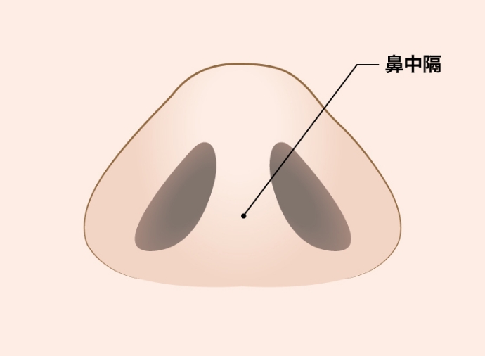 鼻中隔延長術とは